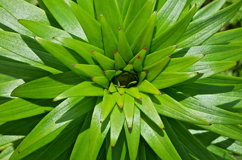 Lilium - Rosette of Leaves