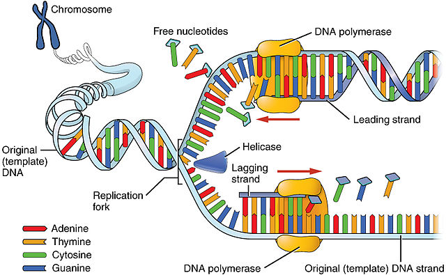 DNA Replication — The Biology Primer