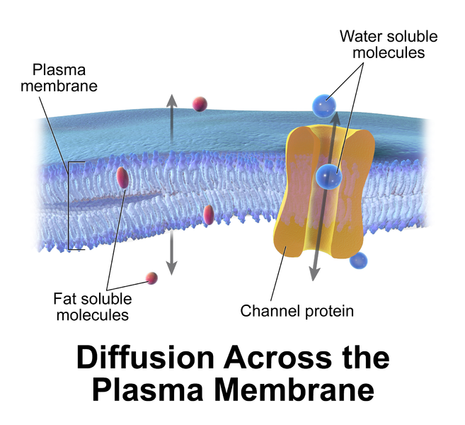 The Cell Membrane Passive And Active Transport The Biology Primer