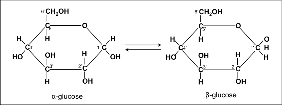 Two isomers of glucose: α -glucose and β-glucose (C6H12O6)