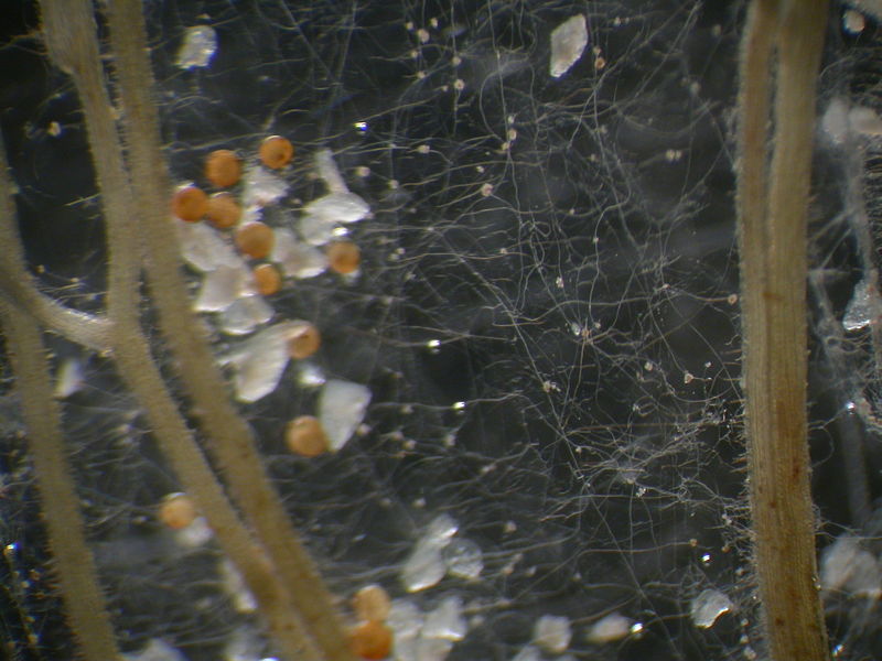 Glomeromycetes are arbuscular mychorrhizal fungi, which exist in symbiotic relationships with most plant species. In this photo, the large stick-like structures are the roots of a plant. The thin, white filaments are the hyphae. The reproductive structures of the fungi are the orange-brown globular structures. 