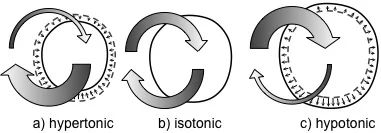 Osmotic conditions of cells. a) If cells lose more water than they absorb, they are in a hypertonic state. b) Cells that maintain an osmotic balance are isotonic. c) If a higher concentration of water is outside of the cell, the cell will absorb more water than it releases, creating a hypotonic state.