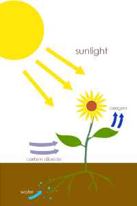 Chloroplast and Photosynthesis — The Biology Primer