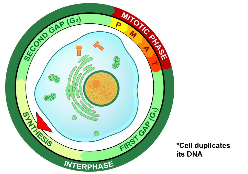 The Cell Cycle — The Biology Primer