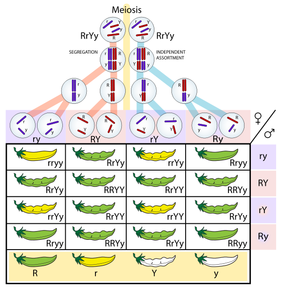 Mendelian Genetics: lab — The Biology Primer