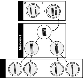 Meiosis explains Mendel's Law of Segregation