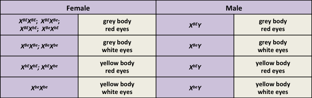 Genotype combinations responsible for eye color and body color phenotypes linked to the X chromosomes in Drosophila. 