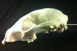 The foramen magnum of a dog ( Canis domesticus ) is horizontal relative to the ground, which suggests these animals are quadrupeds, or walk on four legs. 