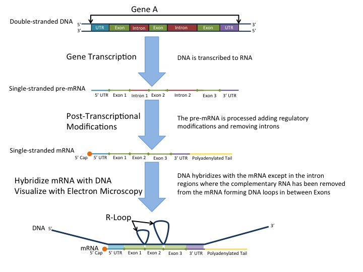 transcription process 3 steps transcription process 3 steps