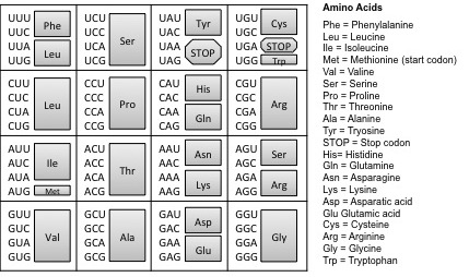 The Genetic Code. The triplet code mRNA directly codes for the assembly of amino acids that make up a protein. To identify the amino acid coded by the mRNA sequence, locate the mRNA triplet code (codon), the grey box to its right represents the corresponding amino acid. For example, CCC indicates the amino acid Proline (Pro). 
