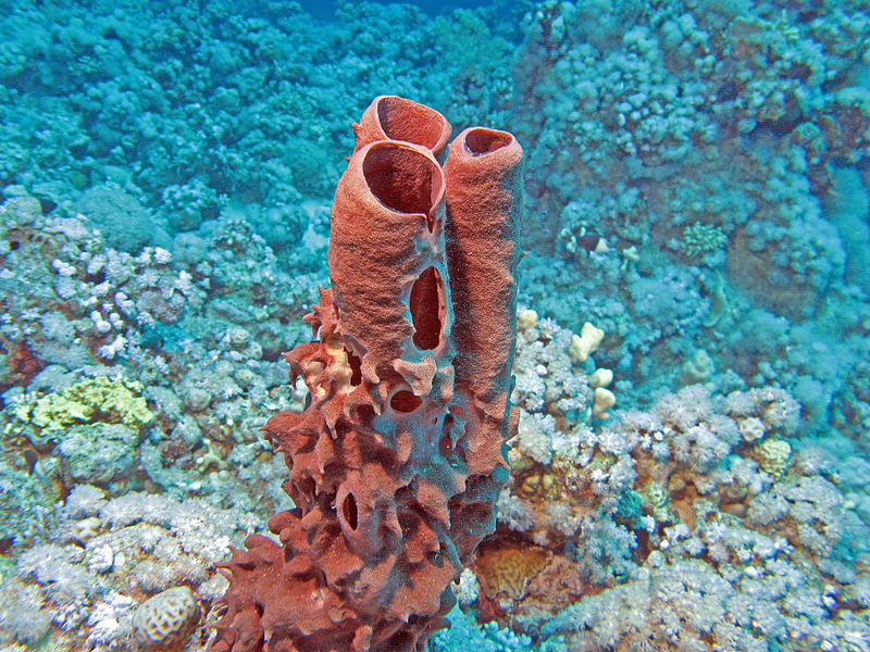 800px-Red_Tube_Sponge.jpg