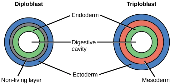 Figure 6. A comparison of diploblasty vs. triploblasty of the blastula. During early embryonic development in animals, undifferentiated cells begin to differentiate. In diplobastic animals the initial differentiation produces two distinct germ layers: the endoderm and ectoderm. In all animal, these layers develop into the digestive system and outer layer (i.e. skin), respectively.