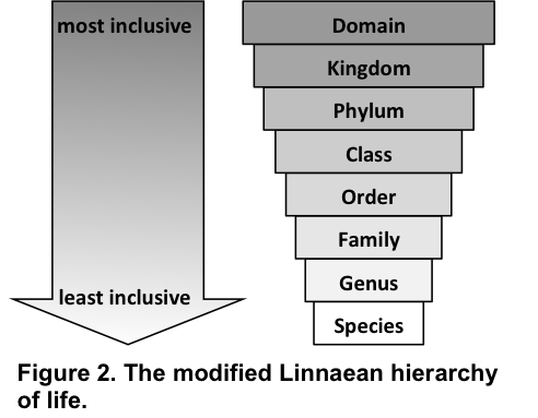 Taxonomy Chart