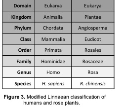 Linnaean Classification Chart