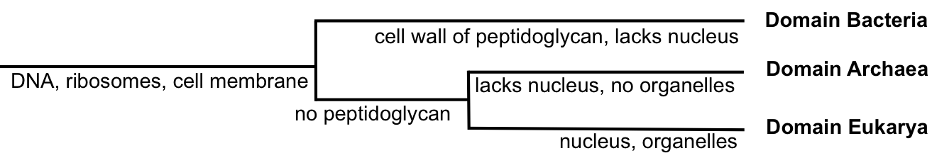 Figure 1. The three domains of life. All living things are composed of cells that contain DNA, which codes for proteins. Extant (currently living organisms) are placed into one of three domains. The domains Bacteria and Archaea, known as prokaryotes, lack a true nucleus and organelles. Whereas Eukarya, known as eukaryotes, have a true nucleus and true organelles. DNA evidence continually supports the hypothesis that eventhough, Archaea and Bacteria are more morphologically similar, Archaea is actually more genetically related to Eukarya. Bacteria differ from Archaea and Eukarya in the presence of a cell wall made up of the polysaccharide, peptidoglycan. 