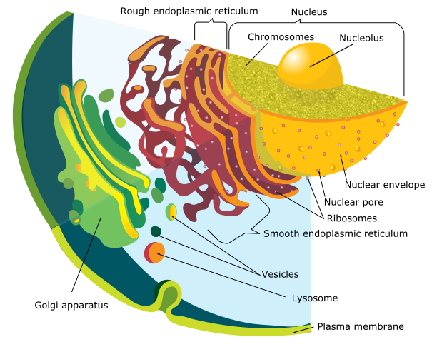 Figure 4. Endomembrane system of a eukaryotic cell. Linear DNA, known as chromosomes, housed within the nucleus generates RNA molecules. Processed RNA molecules exit the nuclear envelope via nuclear pores and enter into the rough endoplasmic reticulum (or the cytoplasm) and attach to a ribosome (synthesized in the nucleolus of the nucleus), where a protein is synthesized. Attached to the rough endoplasmic reticulum is the smooth reticulum, which lacks ribosomes and is responsible for lipid synthesis. Once a protein is synthesized, it may travel to the Golgi apparatus along the cytoskeleton network. At the Golgi apparatus, the protein can be modified and packaged for use within the cell or excreted. Lysosomes are specialized vesicles that are responsible for breaking down a variety of biochemicals. 