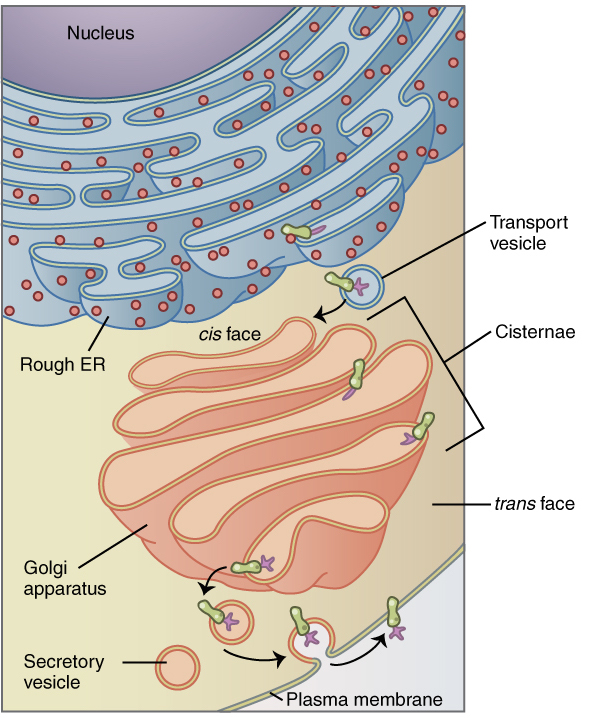 Figure 6. Protein synthesis, modification and shipment. DNA codes for the production of mRNA within the nucleus. The mRNA exits the nuclear envelope through a nuclear pore and enters into the rough endoplasmic reticulum, where it attaches to a ribosome and a protein is synthesized. The protein leaves the rough ER through a transport vesicle and enters the cis-face of the Golgi apparatus, where it is modified and identified within the cisternae of the Golgi. The modified protein exits the Golgi through the trans-face via a secretory vesicle, where (depending on the protein) it either attaches to another organelle or cell membrane, or it gets excreted from the cell via exocytosis. 