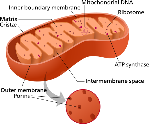 Figure 8. Structures of a mitochondrion. The mitochondrion is a double-membraned organelle within eukaryotes involved in aerobic respiration. The outer membrane have proteins, called porins, that allow up to medium sized molecules in and out of the mitochondrion, generating an aqueous solution in the intermembrane space similar to the cytosol. However, large proteins made by the mitochondrion remain. The inner membrane is highly folded into structures known as cristae and is primarily responsible for oxidative phosphorylation in the electron transport chain, with the protein, ATP synthase, ultimately generating most of the ATP produced during cellular respiration. The environment inside the inner membrane, known as the matrix, contains a variety of enzymes (most notably those responsible for the citric acid cycle) and residual mitochondrial DNA capable of synthesizing its own RNA and proteins. 