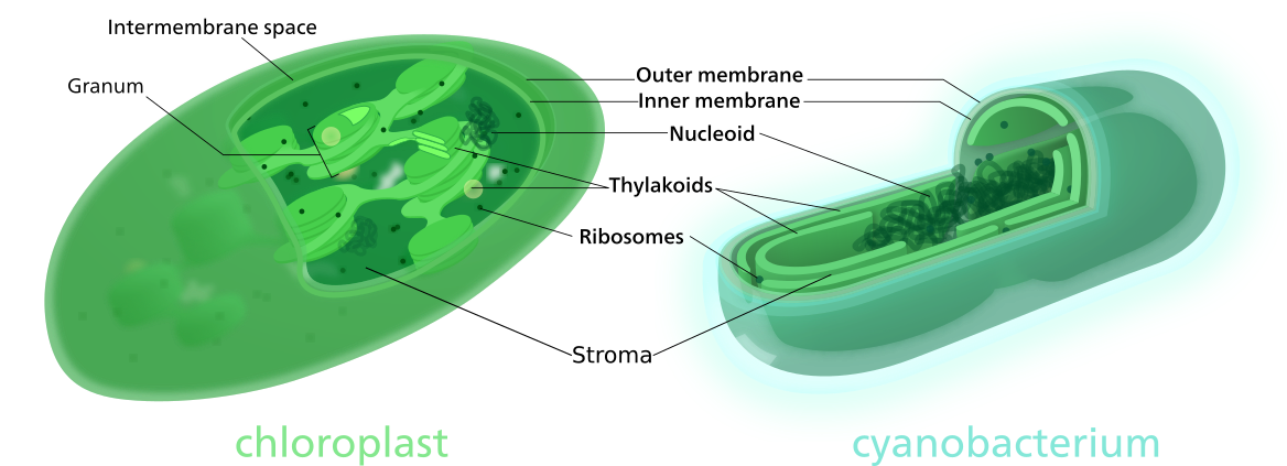 Figure 10. Comparison of a chloroplast and cyanobacterium. Chloroplasts are thought to have originated from a singular, endosymbiotic event in which a eukaryote engulfed, but did not digest, a cyanobacterium. In both structures, chlorophyll (the site of the light reactions) is housed on membranes of internal structures known as thylakoids. Membranes of thylakoids in cyanobacteria run parallel to the cell membrane. Whereas thylakoids in chloroplasts stack generating structures called grana, enhancing the internal surface area allowing for more chlorophyll and thus, greater efficiency. Both cyanobacteria and chloroplast have nucleoids, containing circular DNA capable of producing RNA and proteins. They also both have two membranes, likely a remnant of an endosymbiotic event. The fluid between the thylakoids and inner membrane, known as the stroma, is the location of the Calvin cycle. 