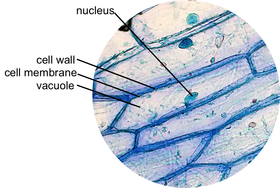 Featured image of post Plant Cell Vs Animal Cell Microscope - Animal cells under a microscope.