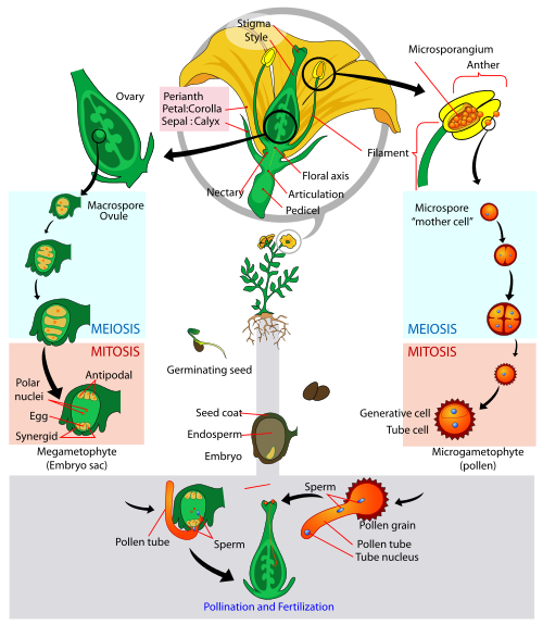 Plant Reproduction — The Biology Primer