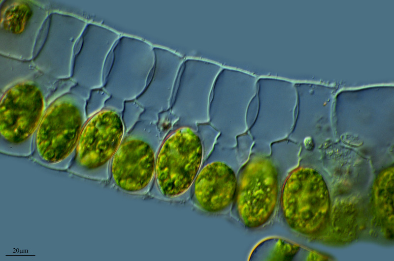 Conjugation in green algae
