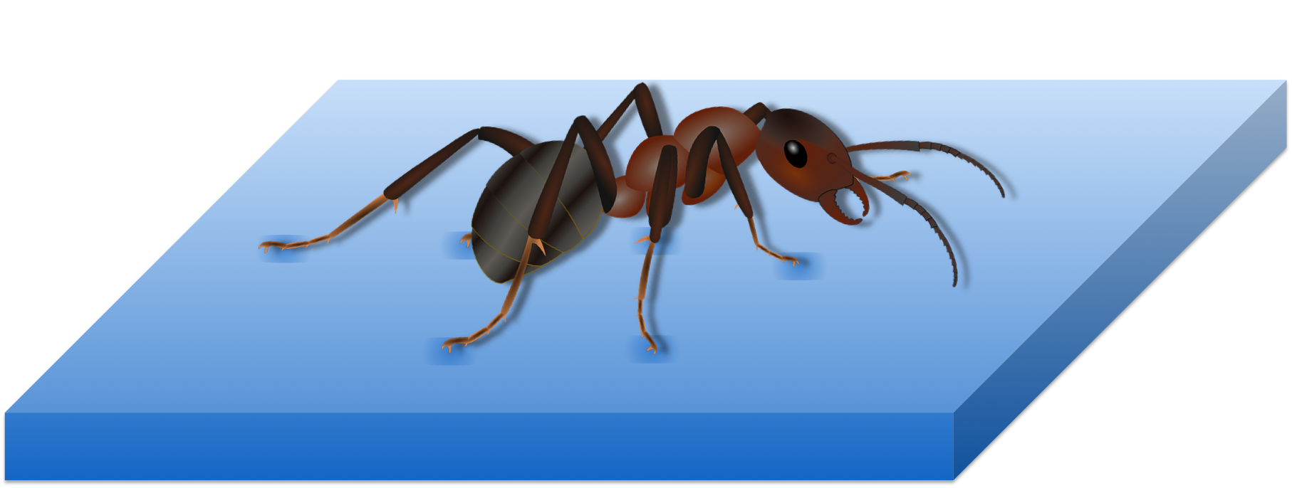 Figure 18. Insects can walk on water due its cohesive property.