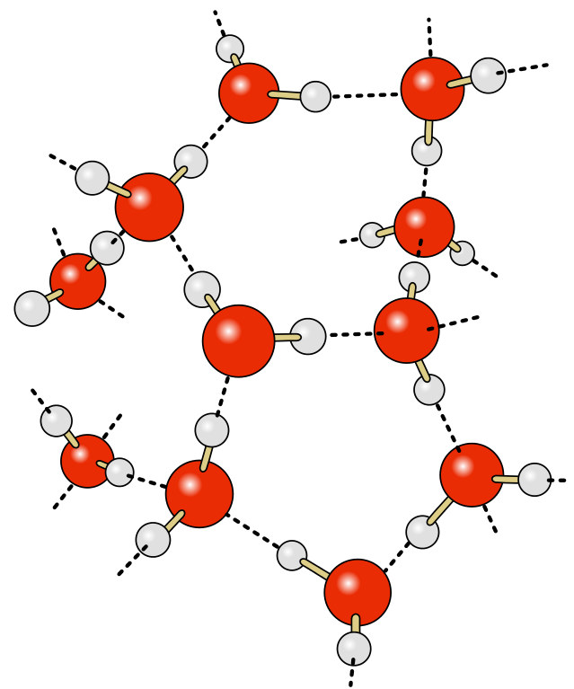 Figure 14. Hydrogen bonding in water. Hydrogen bonds occur between the partially positive charges of hydrogen and a partially negative oxygen of an adjacent atom, shown here as dashed lines. Media source .
