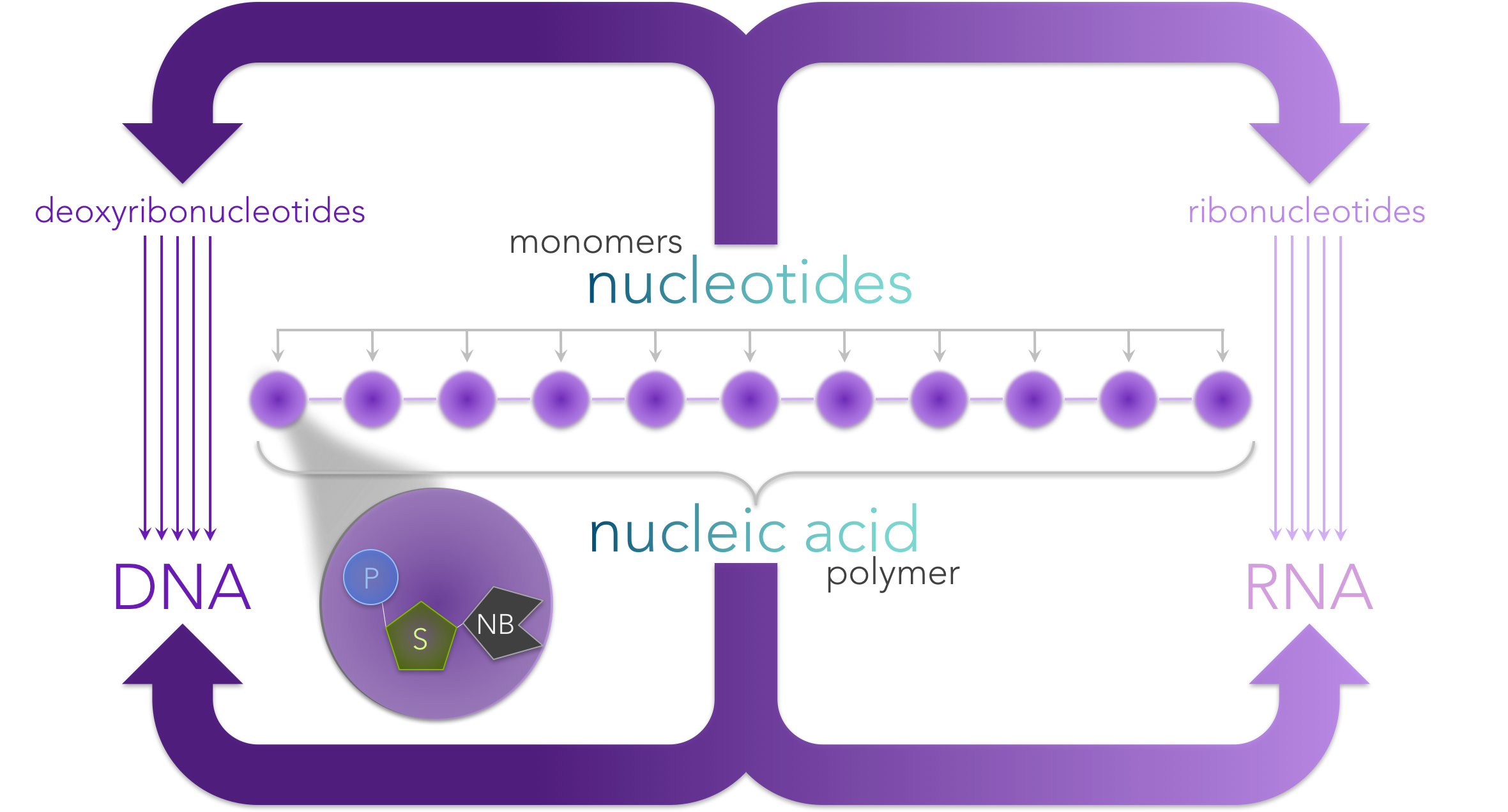 Deoxyribonucleotide. Праймеры из рибонуклеотидов. Nucleic acids.