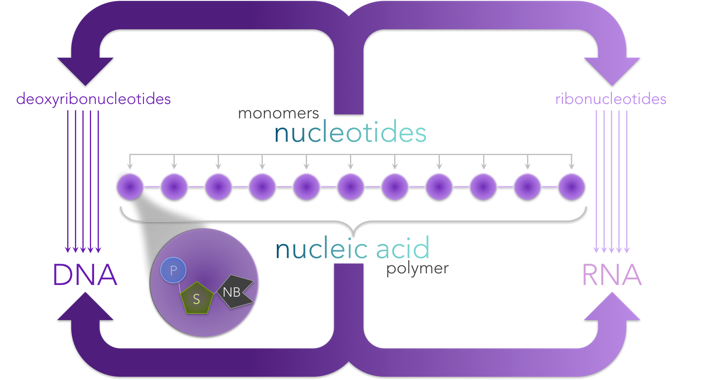 Figure 3. Nucleic acids are polymers made of a chain of nucleotide monomers . Each nucleotide is composed of a phosphate (P), sugar (S) and a nitrogenous base (NB). Ribonucleotides have the sugar ribose, whereas deoxyribonucleotides have deoxyribose. The nitrogenous bases for ribonucleotides are adenine (A), uracil (U), cytosine (C) and guanine (G), whereas deoxyribonucleotides have the nitrogenous based A, C, G and thymine (T).