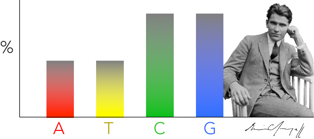 Figure 7. Chargaff's discovery. Erwin Chargaff discovered that the abundance of of cytosine and guanine are equal to each other & the abundance of adenine and thymine are equal within an organism. He found these results consistent across several species, and lead James Watson and Francis Crick to hypothesize DNA base pairing hypothesis. 
