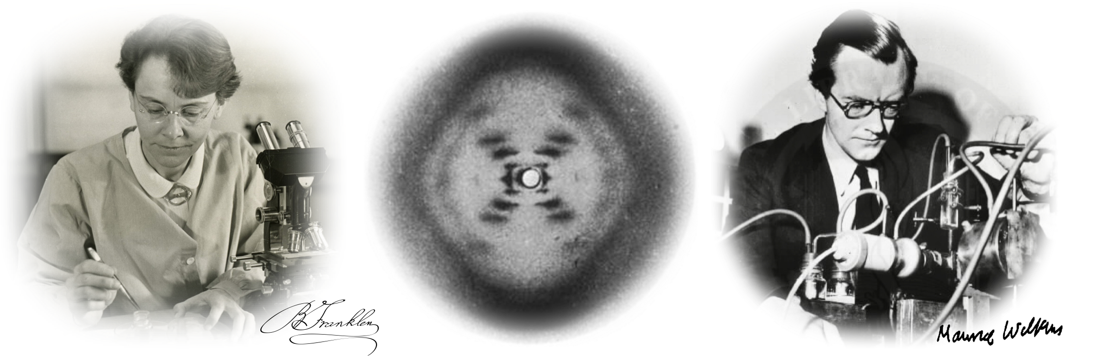 Figure 8. X-ray crystallography revealed DNA's molecular shape. Rosiland Franklin, working with Maurice Wilkins developed techniques to produce an image that revealed that DNA has a consistent width, a repeating pattern of nucleotides and is helical. 