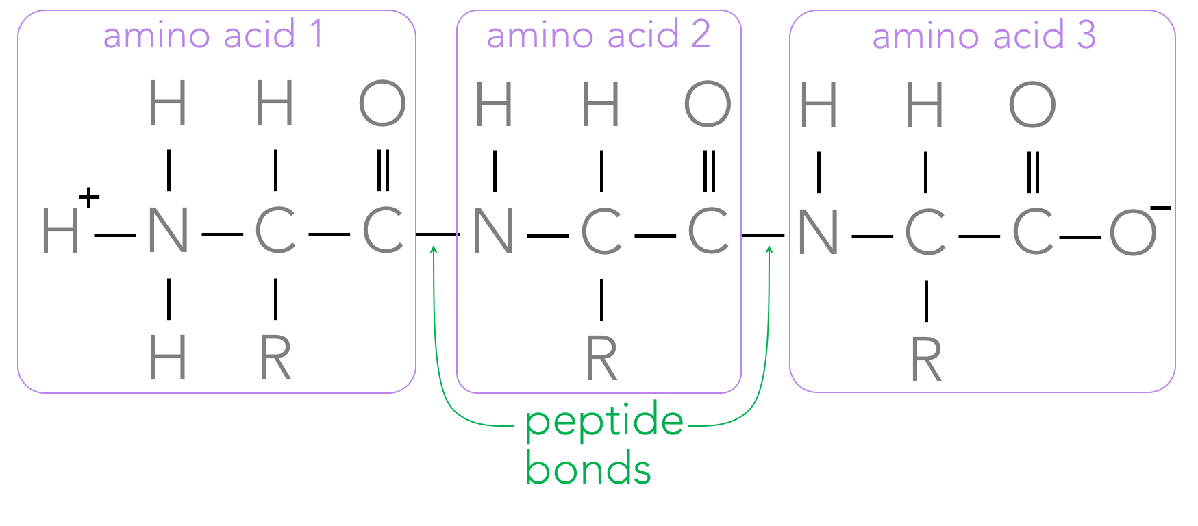 Figure 12. A polypeptide is composed of several amino acids connected by peptide bonds. Note: on one end of the polypeptide is an amine group, whereas a carboxyl group is on the opposite end. 