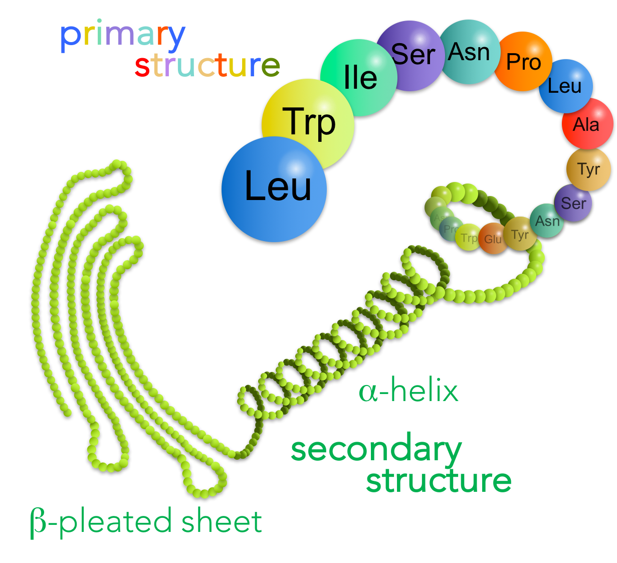 Figure 15. Primary and secondary structure of proteins. A protein's primary structure is the sequence of amino acids. Secondary structure is created by repeating molecular interactions between the carboxyl and amino groups, forming either alpha-helices or beta-pleated sheets. 