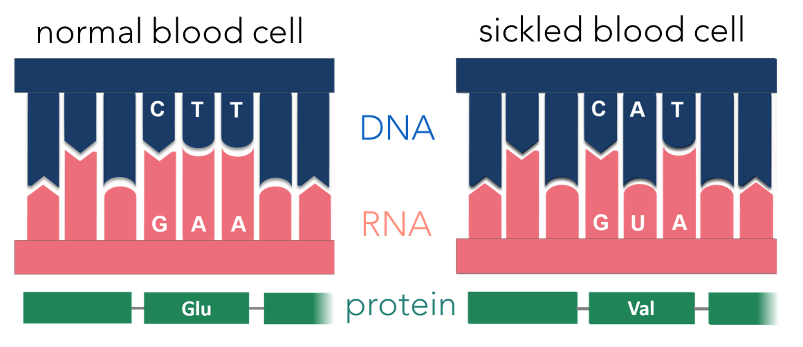 Figure 13. Sickle cell anemia is caused by an alteration of hemoglobin's primary structure. An alteration in a single deoxyribonucleotide alters the transcribed mRNA. This alters one amino acid in the protein, hemoglobin (responsible for binding to oxygen), creating a sickle-shaped red blood cell. 