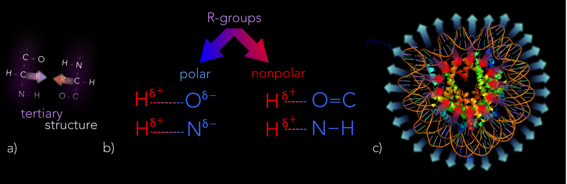 Figure 17. Tertiary structure of proteins. a) Tertiary structure is affected by how R-groups interact with each other and water. b) Some R-groups are either polar or non-polar. Partially negative atoms (O & N) of polar R-groups form hydrogen bonds with partially positive hydrogens of neighboring R-groups. c) Polar R-groups are hydrophillic, bending towards water. Whereas, non-polar R-groups are hydrophobic and bend away from water. 