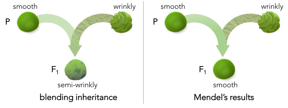 Mendel And The Gene E Chapter The Biology Primer