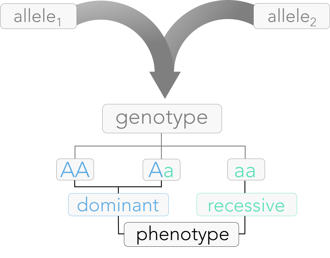 Figure 3. Principle of Dominance. A phenotype of an individual is determined by the combination of alleles, known as genotype. During fertilization, gametes carry exactly one allele from each parent. If both alleles are the same (homozygous), that specific phenotype is expressed. If an organism has one of each allele (heterozygous), the organism expresses the dominant characteristic. 
