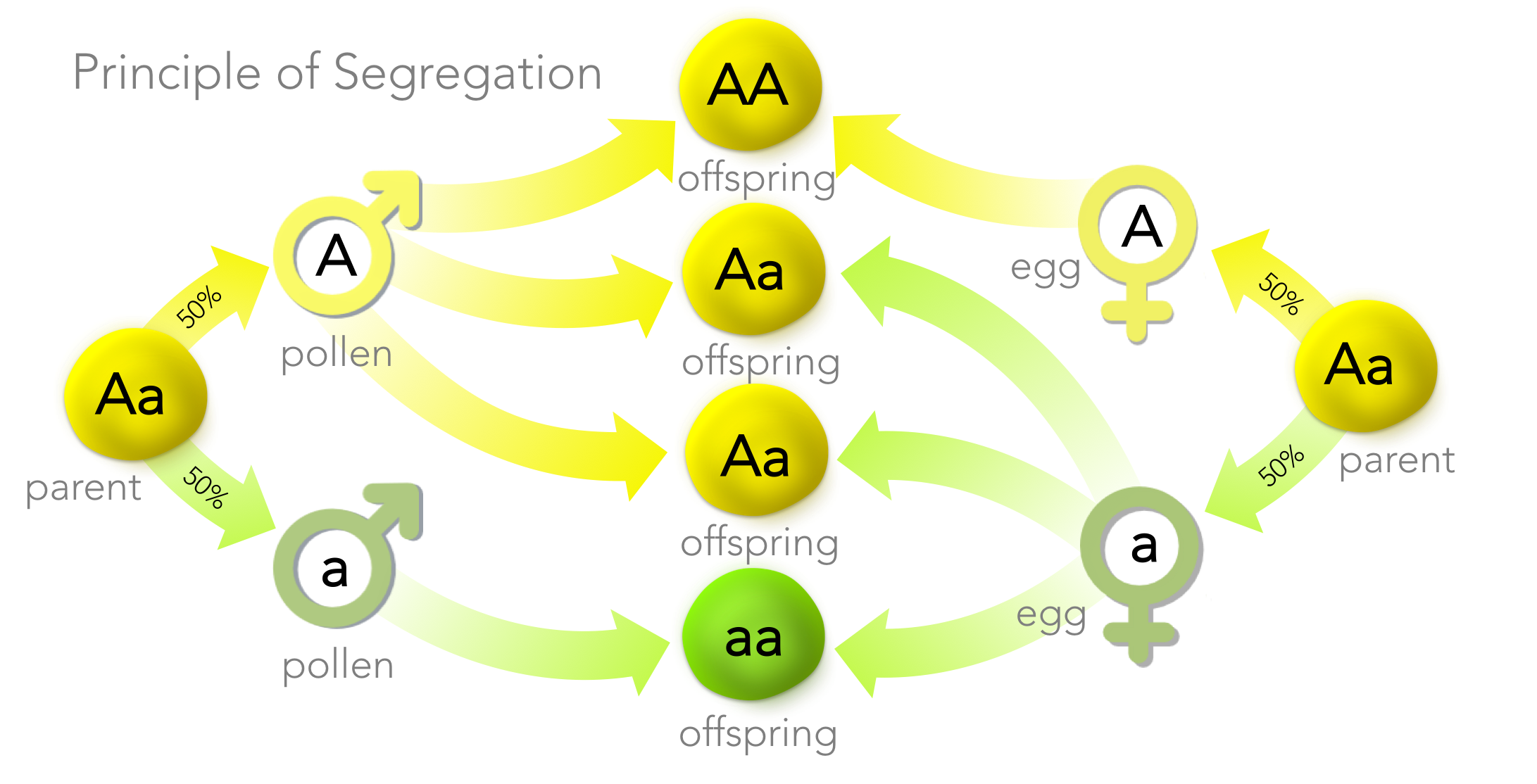 Figure 7. Principle of Segregation. Mendel discovered organisms have two copies of a gene (but potentially different alleles, as is the case with heterozygotes ( Aa ). In the production of gametes, each gamete receives exactly one copy of a gene, at random. During fertilization, gametes fuse at random producing a new organism. The Principle of Segregation explains Mendel's 3 dominant: 1 recessive ratio in the F2 generation. 