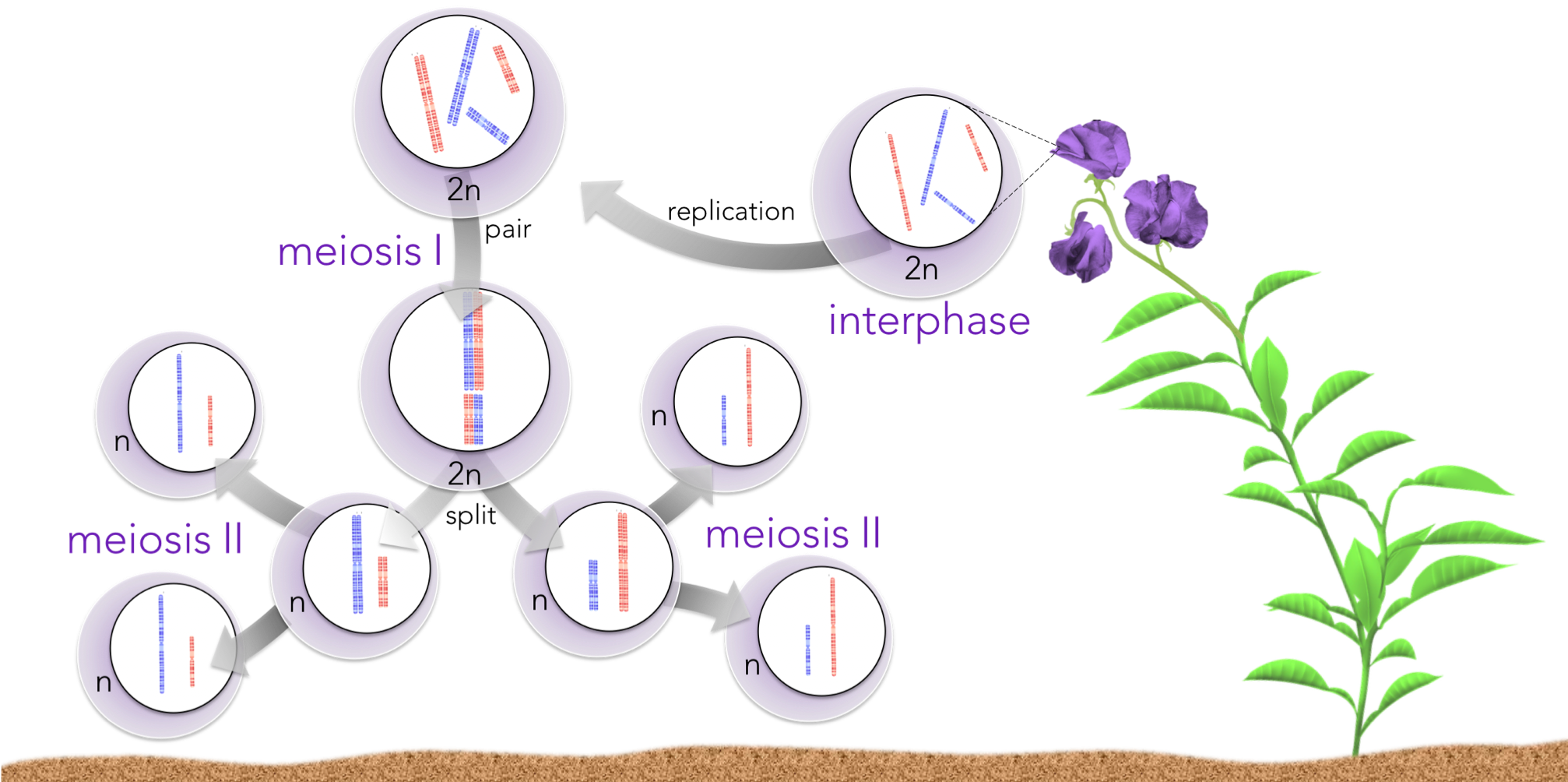 Figure 4 . Meiosis explains the principle of segregation . Each gamete resultant from meiosis has an equal probability of acquiring one or another homologous chromosome, for each homologous chromosome pair. 