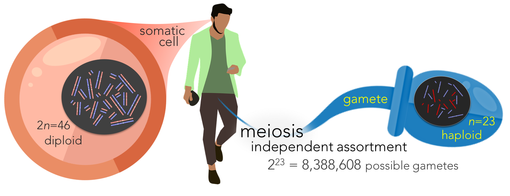 Figure 6. Meiosis in humans. Human body cells (or somatic cells) contain 46 chromosomes, which occur in pairs (diploid). During fertilization, 23 chromosomes come from the mother and 23 from the father. Each chromosome from one parent has a similar chromosome from the other, known as homologous chromosomes. During meiosis, the homologous chromosomes in a somatic cell split eventually forming a gamete with half the number of chromosomes (haploid). Each gamete has an equal probability of acquiring either homologous chromosome, known as independent assortment. In this manner, humans can produce 2^23 different possible gametes. 