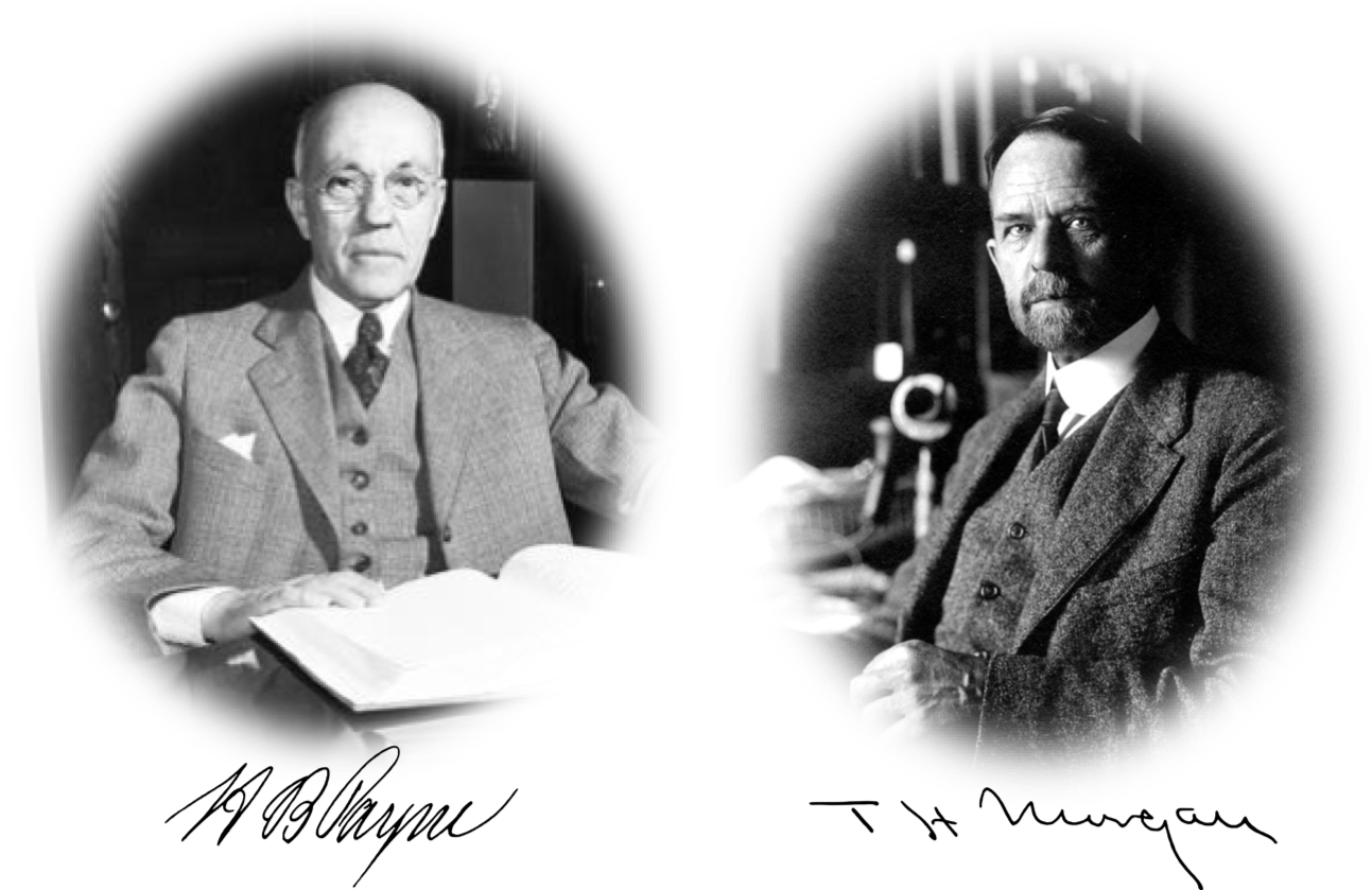 Figure 7. Fernandus Payne and Thomas Hunt Morgan. 