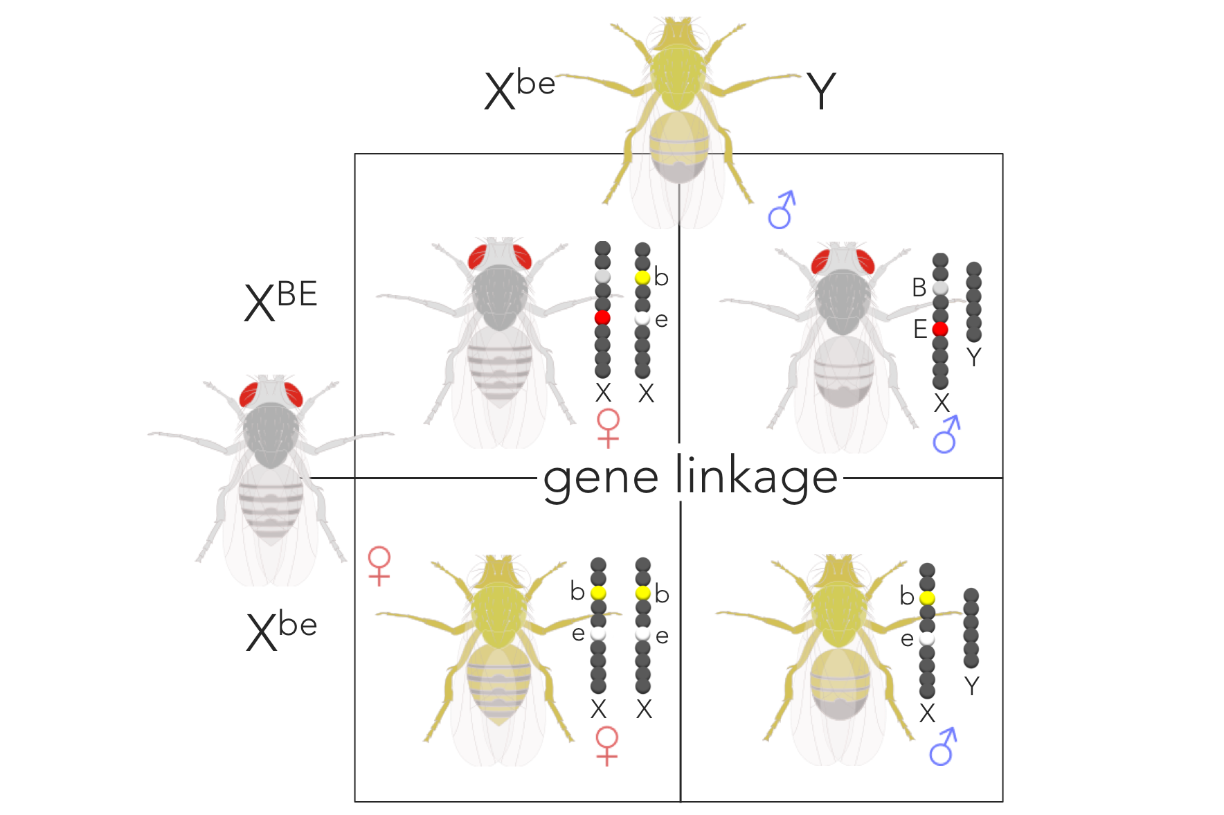 Figure 12. Expected phenotypic ratio of XBEXbe x XbeY supporting gene linkage. Removing sex from the ratio, the expected phenotypic ratio supporting gene linkage is 1 red/grey : 1 white/yellow.