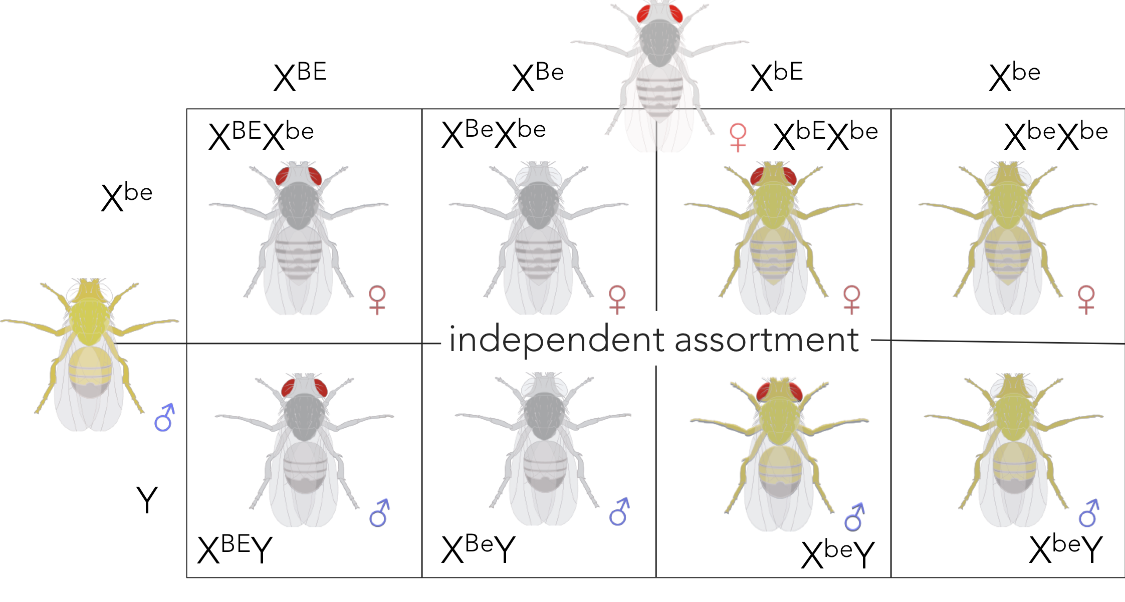 Figure 13. Expected phenotypic ratio of XBEXbe x XbeY supporting independent assortment. Removing sex from the ratio, the expected phenotypic ratio supporting independent assortment is 1 red/grey : 1 white/grey : 1 red/yellow : 1 white yellow.