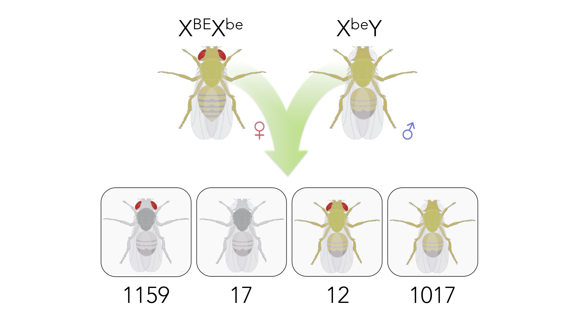 Figure 14. Results from Morgan's cross XBEXbe x XbeY. Morgan's results didn't support either alternative hypothesis leading him to conclude that chromosomes typically segregate in whole, supporting gene linkage, but occasionally homologous chromosomes are recombined in a process known as crossing over, creating recombinant chromosomes. w