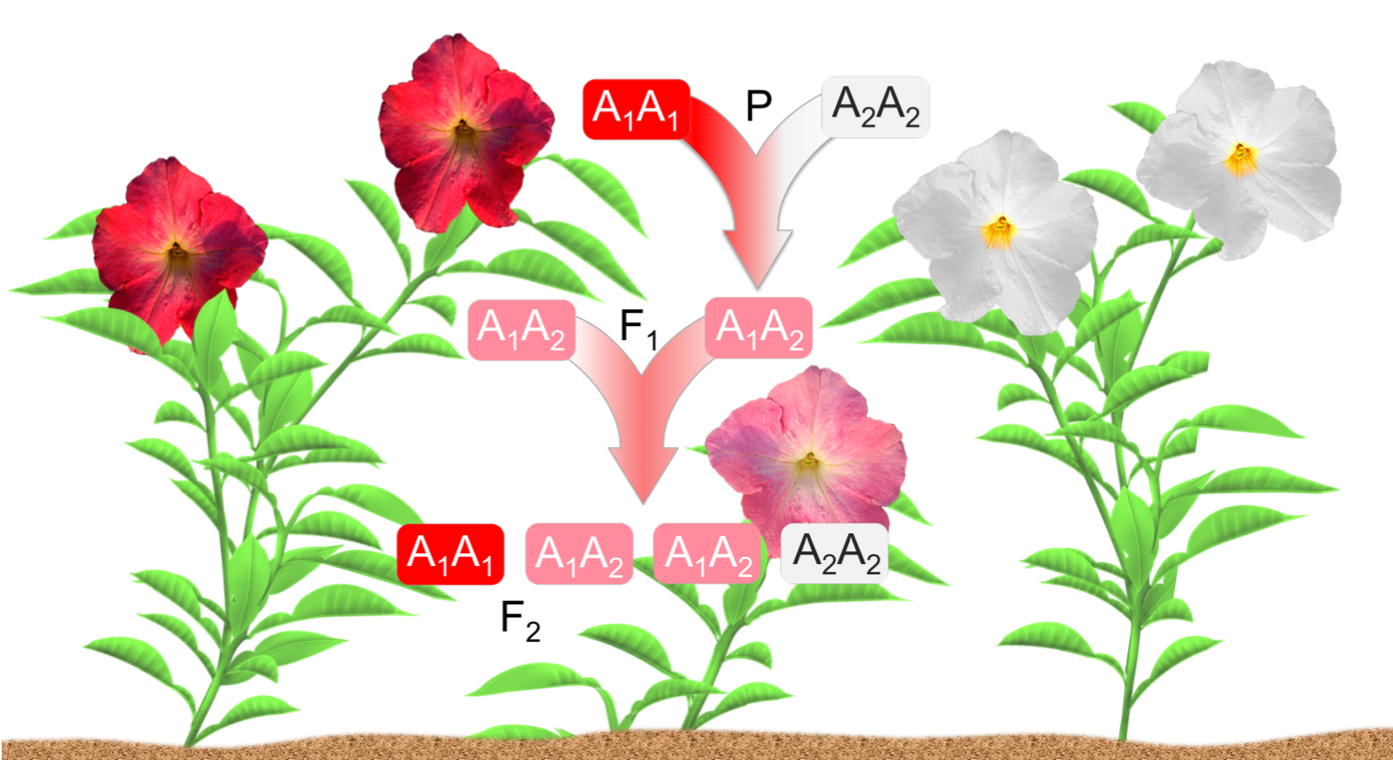 Figure 15. Incomplete dominance. 
