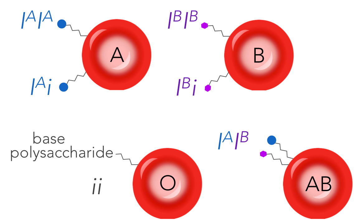 Figure 16. Codominance in human blood type.