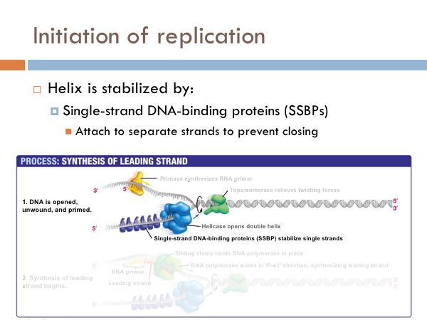 chapter dna synthesis the biology