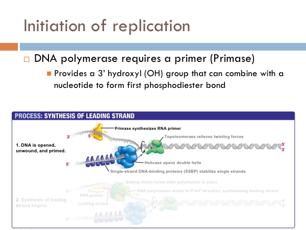 the biology primer