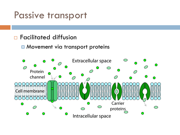 Chapter The Cell Membrane — The Biology Primer